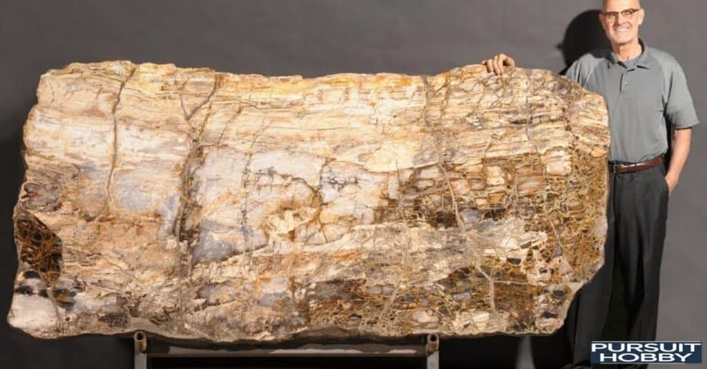 Real petrified wood with fossilized bark