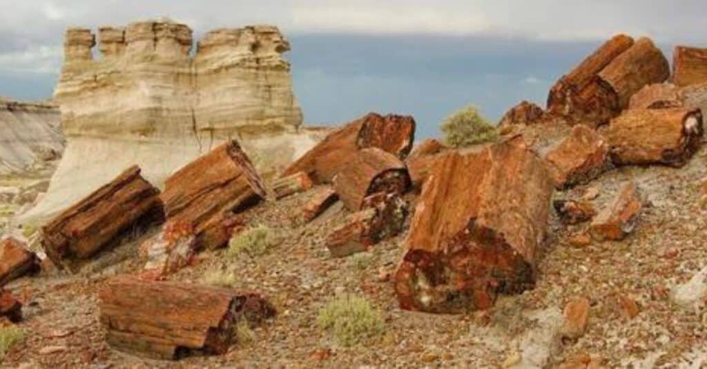 Various shapes and sizes of petrified wood