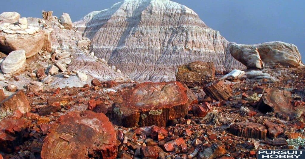 Raw petrified wood showing tree rings