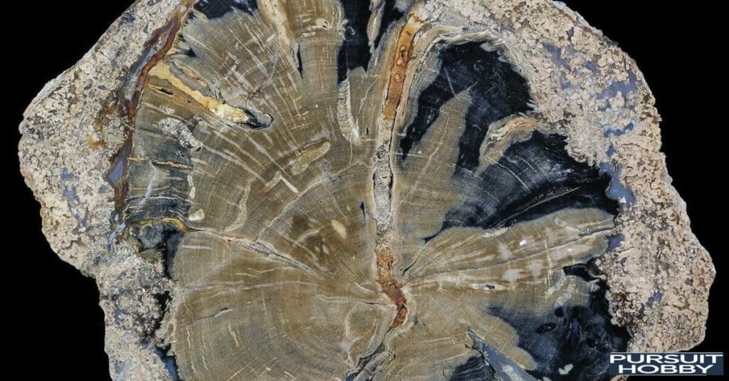 Polished petrified wood slab