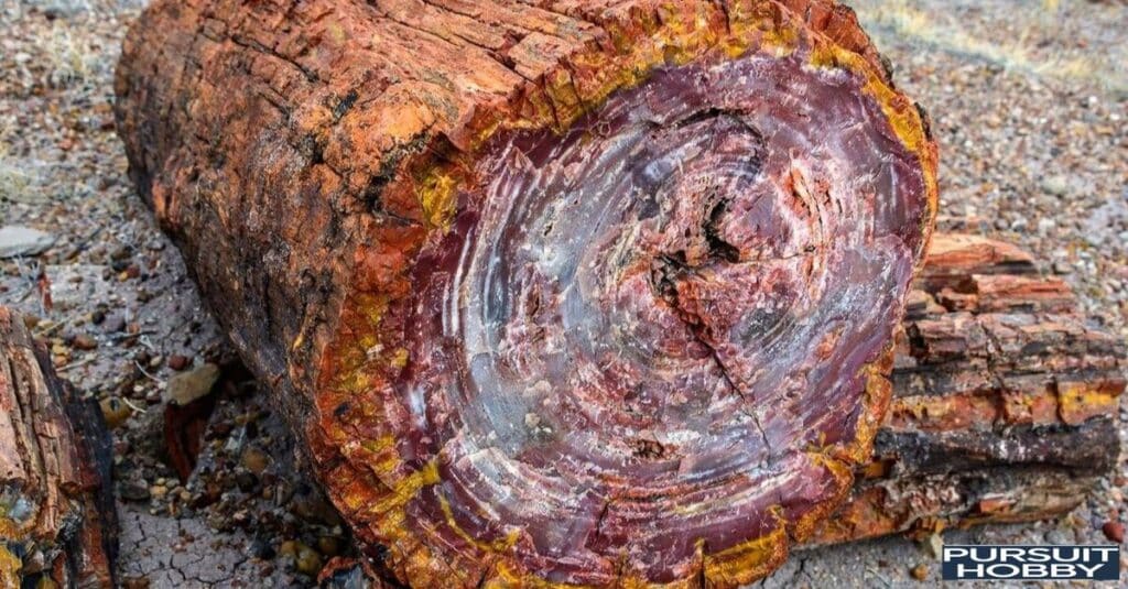 Close-up of petrified wood texture