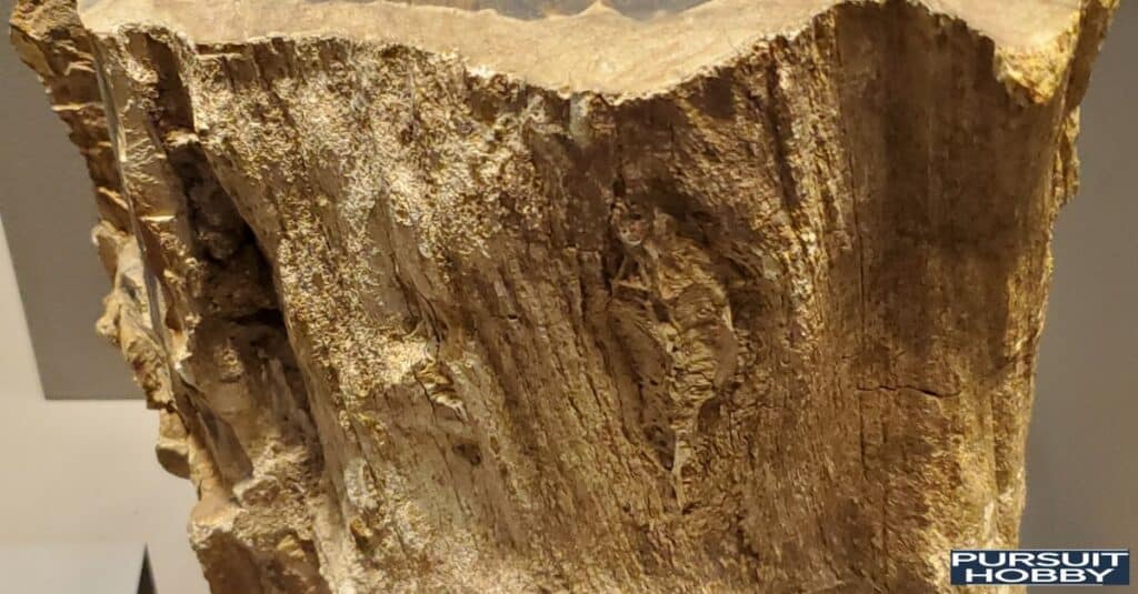 Side view of a petrified wood log