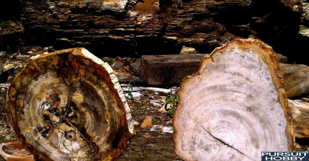 Unpolished petrified wood with rough texture