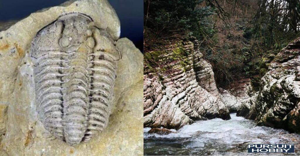 Fossils: Ohio's Prehistoric Treasures